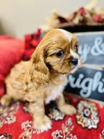 Brad, a male Cavalier King Charles Spaniel for sale in Greenville, SC – Photo 3 of 9