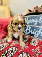 Brad, a male Cavalier King Charles Spaniel for sale in Greenville, SC – Photo 6 of 9