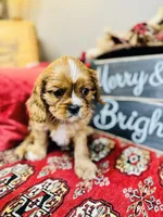 Brad, a male Cavalier King Charles Spaniel for sale in Greenville, SC – Photo 9 of 9