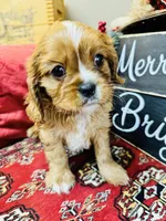 Brad, a male Cavalier King Charles Spaniel for sale in Greenville, SC – Photo 4 of 9