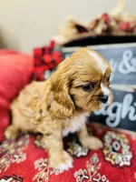 Brad, a male Cavalier King Charles Spaniel for sale in Greenville, SC – Photo 2 of 9