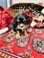 processed/f8573c53-8e07-4991-8cf4-c56ac73545d1/listing/811603dd-f986-4fb1-ae57-6bae3ab191f9/cb217034-a1e6-405f-84ed-530c986c2cc9