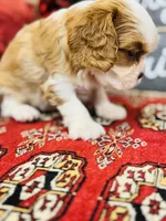 Prince, a male Cavalier King Charles Spaniel for sale in Greenville, SC – Photo 2 of 10