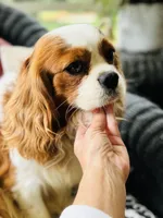 Prince, a male Cavalier King Charles Spaniel for sale in Greenville, SC – Photo 9 of 10