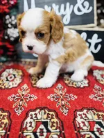 Prince, a male Cavalier King Charles Spaniel for sale in Greenville, SC – Photo 7 of 10