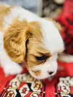 Prince, a male Cavalier King Charles Spaniel for sale in Greenville, SC – Photo 3 of 10