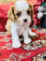 Prince, a male Cavalier King Charles Spaniel for sale in Greenville, SC – Photo 4 of 10