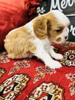 Prince, a male Cavalier King Charles Spaniel for sale in Greenville, SC – Photo 6 of 10