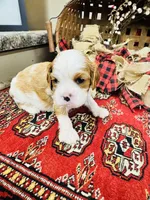 Henessey, a male Cavalier King Charles Spaniel for sale in Greenville, SC – 3 of 8