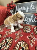 Houston, a male Cavalier King Charles Spaniel for sale in Greenville, SC – Photo 6 of 10