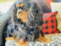 Houston, a male Cavalier King Charles Spaniel for sale in Greenville, SC – Photo 8 of 10
