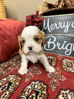 Houston, a male Cavalier King Charles Spaniel for sale in Greenville, SC – Photo 3 of 10