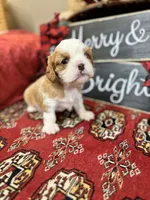 Houston, a male Cavalier King Charles Spaniel for sale in Greenville, SC – Photo 1 of 10