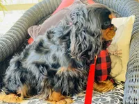 Houston, a male Cavalier King Charles Spaniel for sale in Greenville, SC – Photo 9 of 10