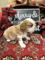 Houston, a male Cavalier King Charles Spaniel for sale in Greenville, SC – Photo 5 of 10