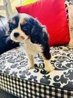 Linda, a female Cavalier King Charles Spaniel for sale in Greenville, SC – 7 of 9