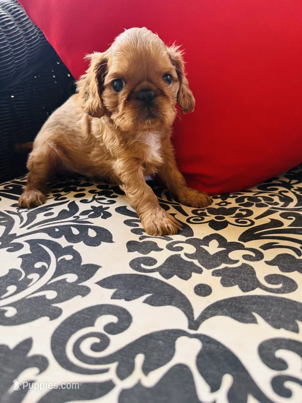 Silas  – English Toy Spaniel puppy for sale in Greenville, SC