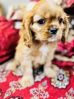Chandler, a male Cavalier King Charles Spaniel for sale in Greenville, SC – Photo 2 of 10