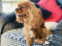 Chandler, a male Cavalier King Charles Spaniel for sale in Greenville, SC – Photo 9 of 10