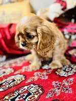 Chandler, a male Cavalier King Charles Spaniel for sale in Greenville, SC – Photo 8 of 10