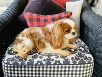 Chandler, a male Cavalier King Charles Spaniel for sale in Greenville, SC – Photo 10 of 10
