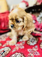 Chandler, a male Cavalier King Charles Spaniel for sale in Greenville, SC – Photo 6 of 10