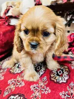 Chandler, a male Cavalier King Charles Spaniel for sale in Greenville, SC – Photo 7 of 10