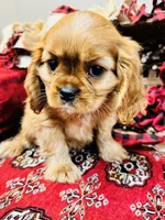 Chandler, a male Cavalier King Charles Spaniel for sale in Greenville, SC – Photo 5 of 10