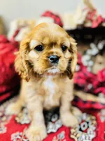 Chandler, a male Cavalier King Charles Spaniel for sale in Greenville, SC – Photo 1 of 10