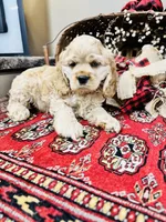 Beau, a male Cocker Spaniel for sale in Greenville, SC – 9 of 9