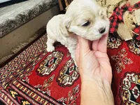 Jade, a female Cocker Spaniel for sale in Greenville, SC – 8 of 8