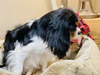 Lucy, a female Cavalier King Charles Spaniel for sale in Greenville, SC – 3 of 6