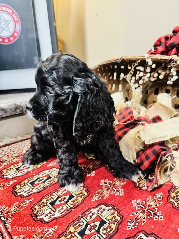 Lennox – Cocker Spaniel puppy for sale in Greenville, SC