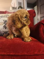 Silas , a male English Toy Spaniel for sale in Greenville, SC – 7 of 9