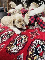 Daniel, a male Cocker Spaniel for sale in Greenville, SC – 5 of 8