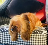 Sully, a male Cavalier King Charles Spaniel for sale in Greenville, SC – 2 of 10