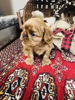 Serafina , a male English Toy Spaniel for sale in Greenville, SC – 1 of 10