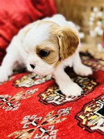 Lacey, a female Cavalier King Charles Spaniel for sale in Greenville, SC – Photo 1 of 9