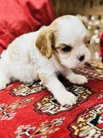 Lacey, a female Cavalier King Charles Spaniel for sale in Greenville, SC – Photo 3 of 9