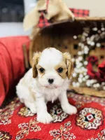 Lacey, a female Cavalier King Charles Spaniel for sale in Greenville, SC – Photo 2 of 9