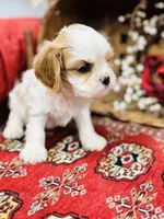Lacey, a female Cavalier King Charles Spaniel for sale in Greenville, SC – Photo 6 of 9