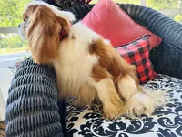 Lacey, a female Cavalier King Charles Spaniel for sale in Greenville, SC – Photo 9 of 9
