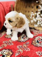 Lacey, a female Cavalier King Charles Spaniel for sale in Greenville, SC – Photo 5 of 9