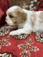 Lacey, a female Cavalier King Charles Spaniel for sale in Greenville, SC – Photo 4 of 9