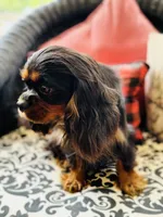 Penelope , a female Cavalier King Charles Spaniel for sale in Greenville, SC – 9 of 9