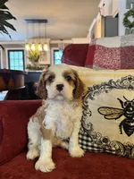 Henessey, a male Cavalier King Charles Spaniel for sale in Greenville, SC – 4 of 10