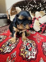 Seth, a male English Toy Spaniel for sale in Greenville, SC – 5 of 10