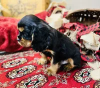 James Bond, a male Cavalier King Charles Spaniel for sale in Greenville, SC – Photo 2 of 8