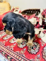 James Bond, a male Cavalier King Charles Spaniel for sale in Greenville, SC – Photo 3 of 8