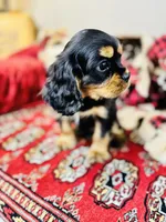 James Bond, a male Cavalier King Charles Spaniel for sale in Greenville, SC – Photo 5 of 8